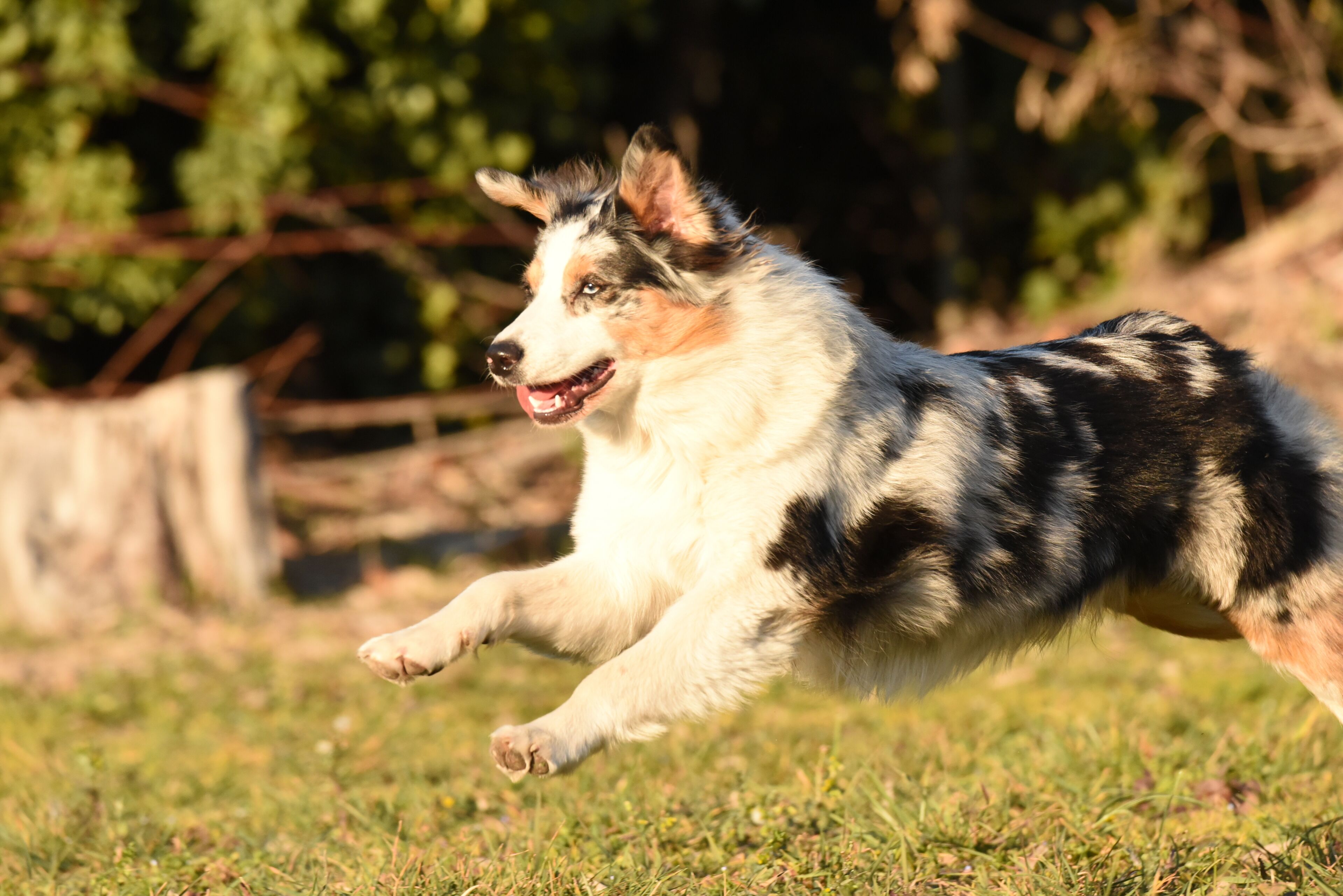 A dog running on grass.