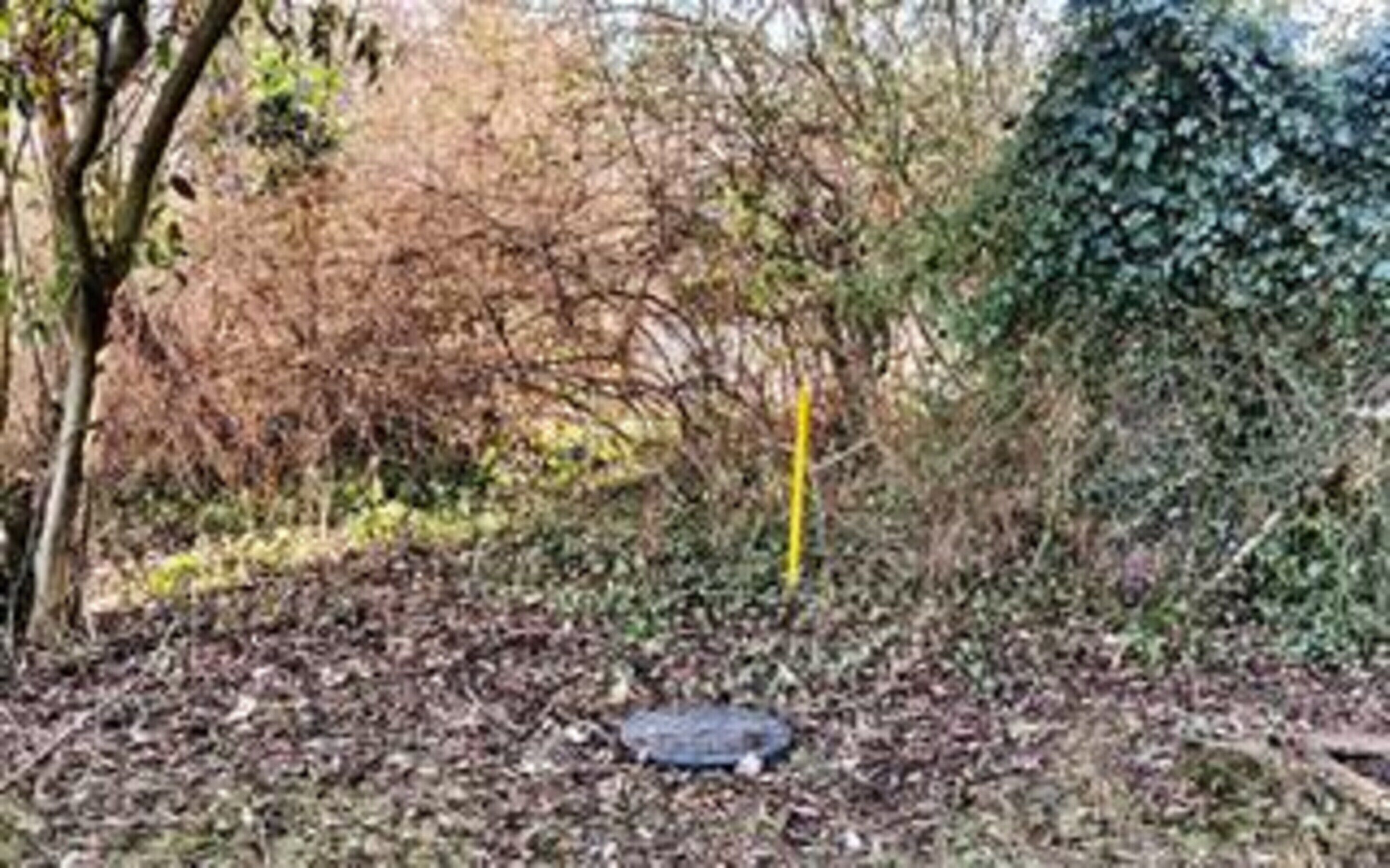 A natural outdoor area with a tree, a bush, and a ground covered in leaves.
