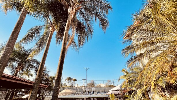 Un área junto a la piscina con palmeras, sillas de descanso y una pileta.
