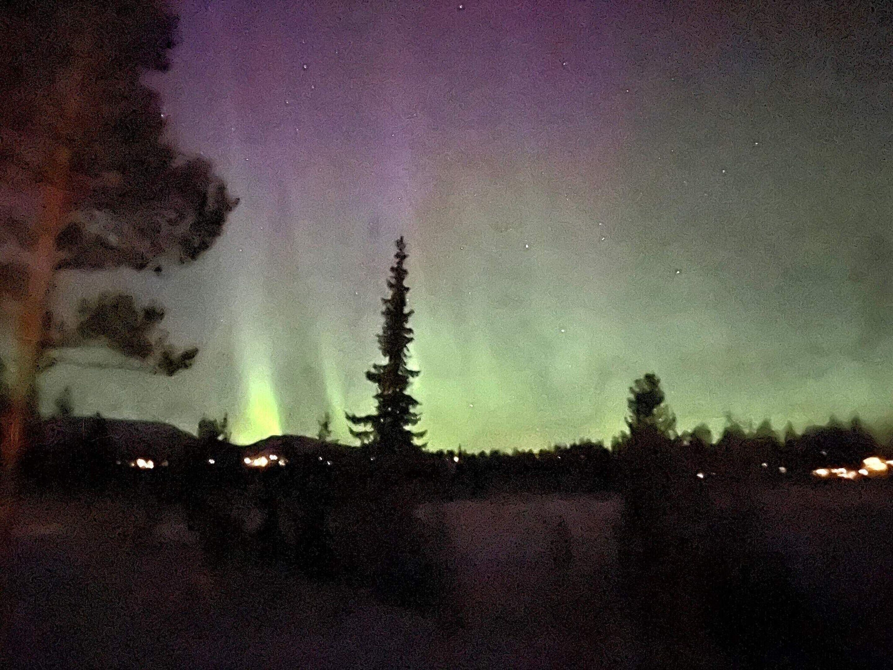 A nighttime view of a forest with a visible tree and distant lights, likely from a nearby town or village.