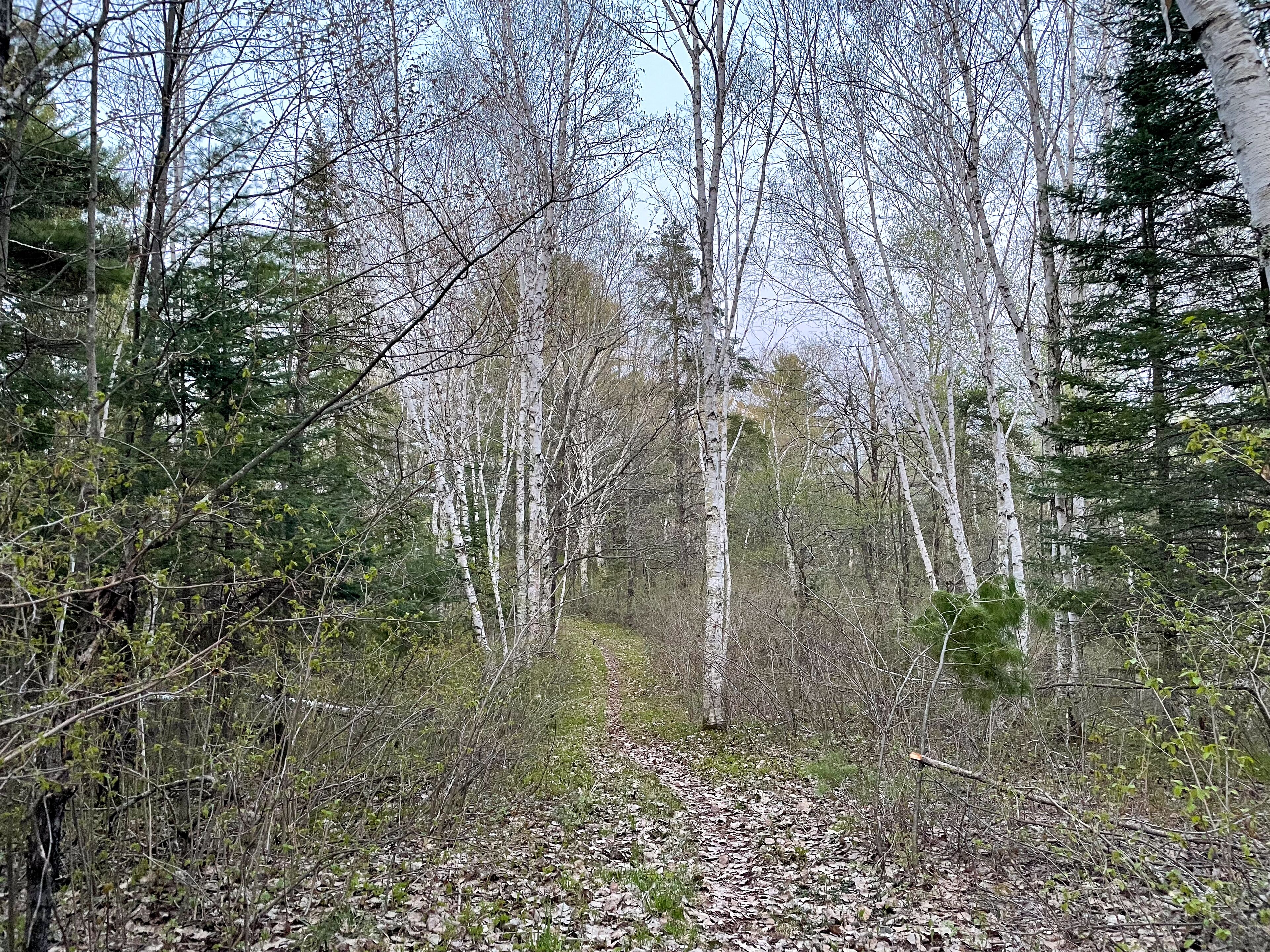 A forest path with birch trees and dense underbrush.