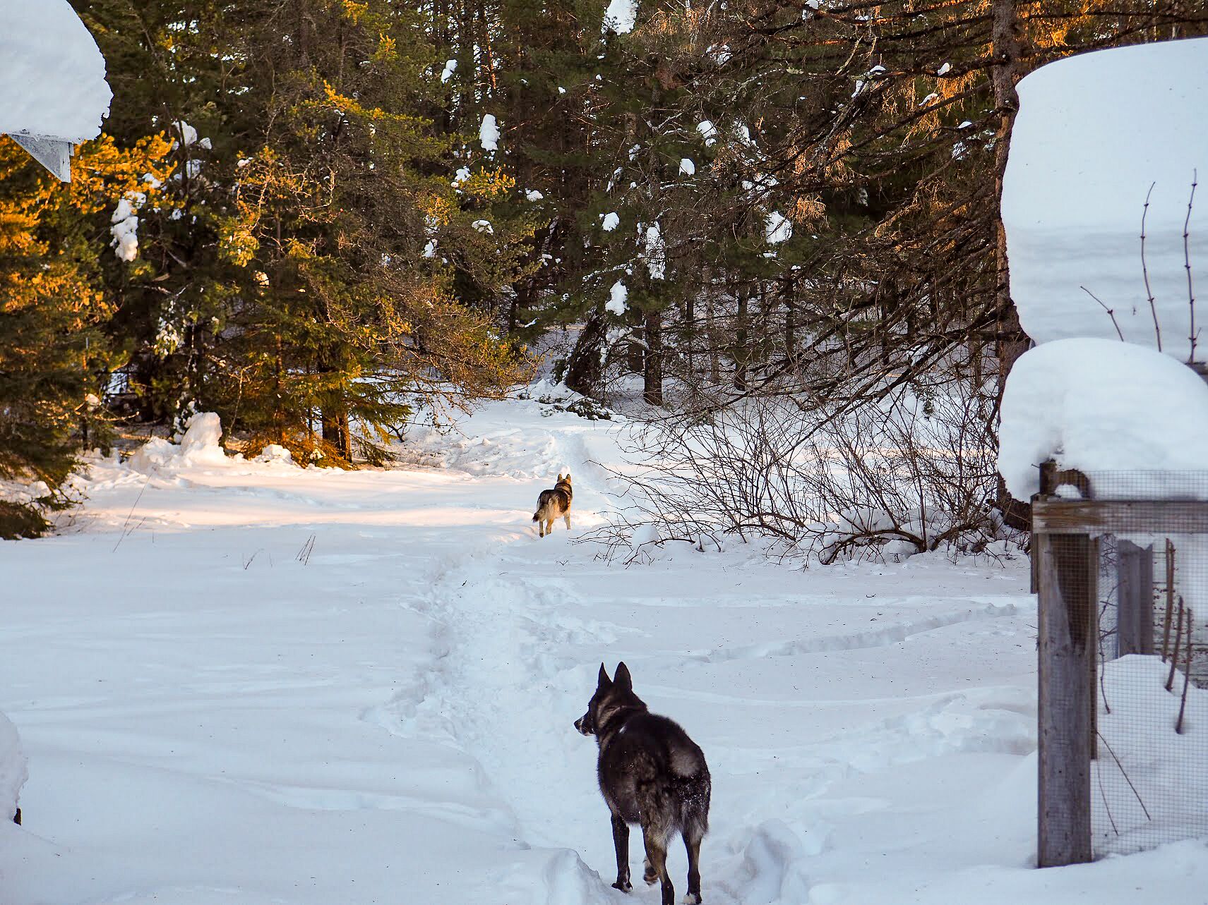 A snowy outdoor area with a dog and a fence.
