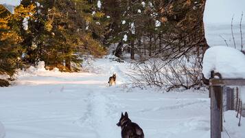 A snowy outdoor area with a dog and a fence.
