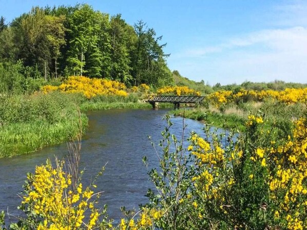 A river with a bridge, surrounded by dense greenery and yellow flowers.