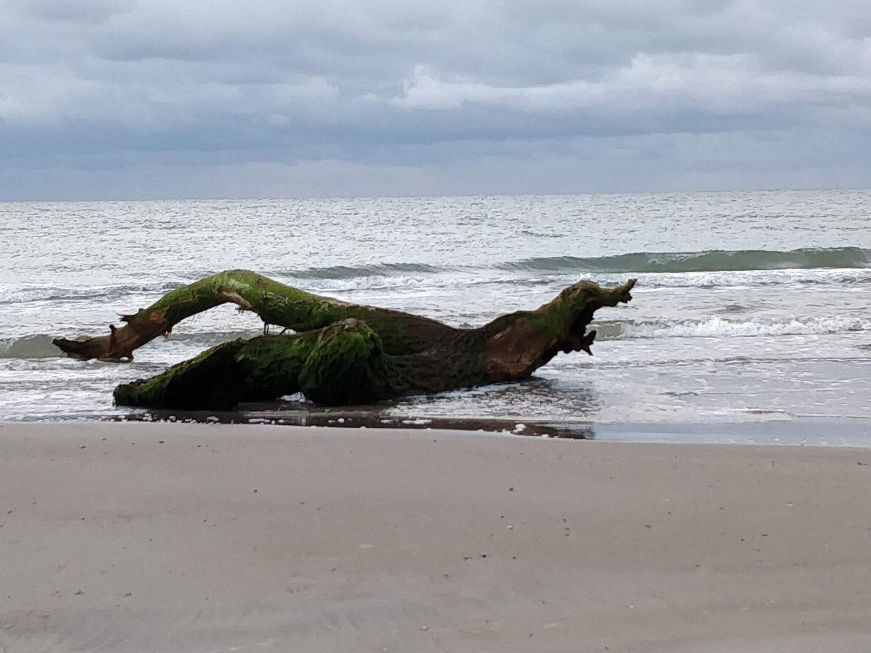 A beach with a large fallen tree lying horizontally across the sand.