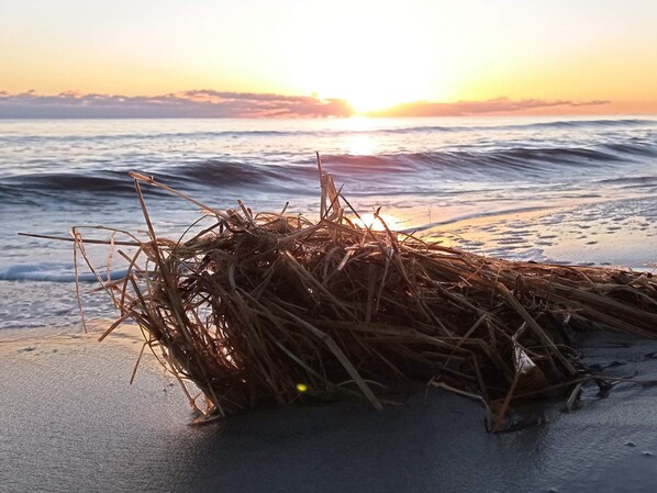 A beach scene with a pile of seaweed on the sand near the water's edge, with the sun setting in the background.
