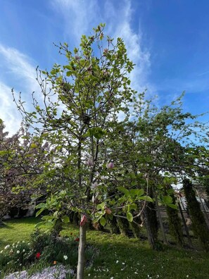 Jardin