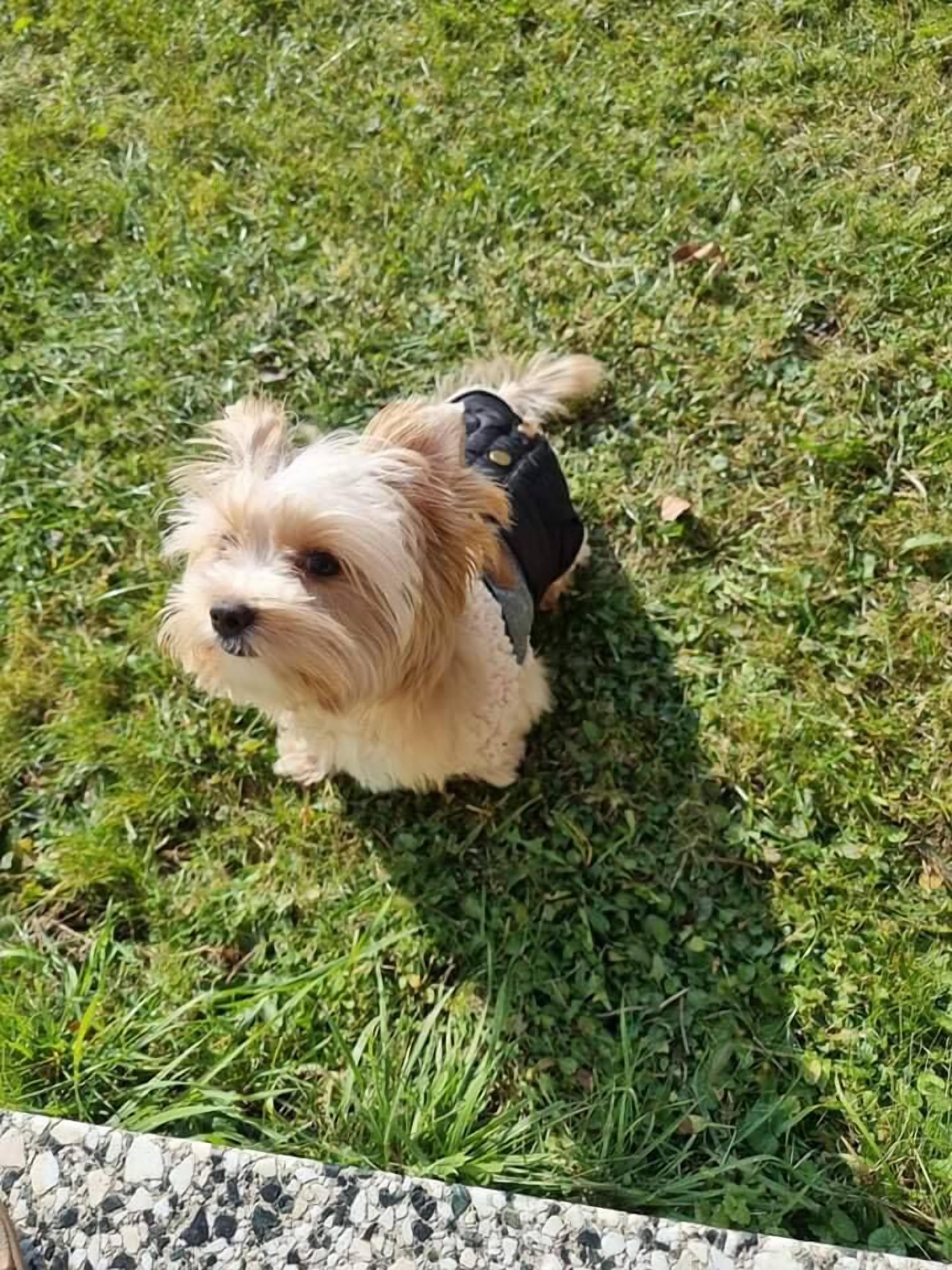 Un perro pequeño con arnés negro en una zona cubierta de césped.