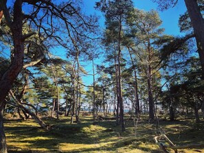 Un bosque denso con altos pinos y un cielo azul claro.