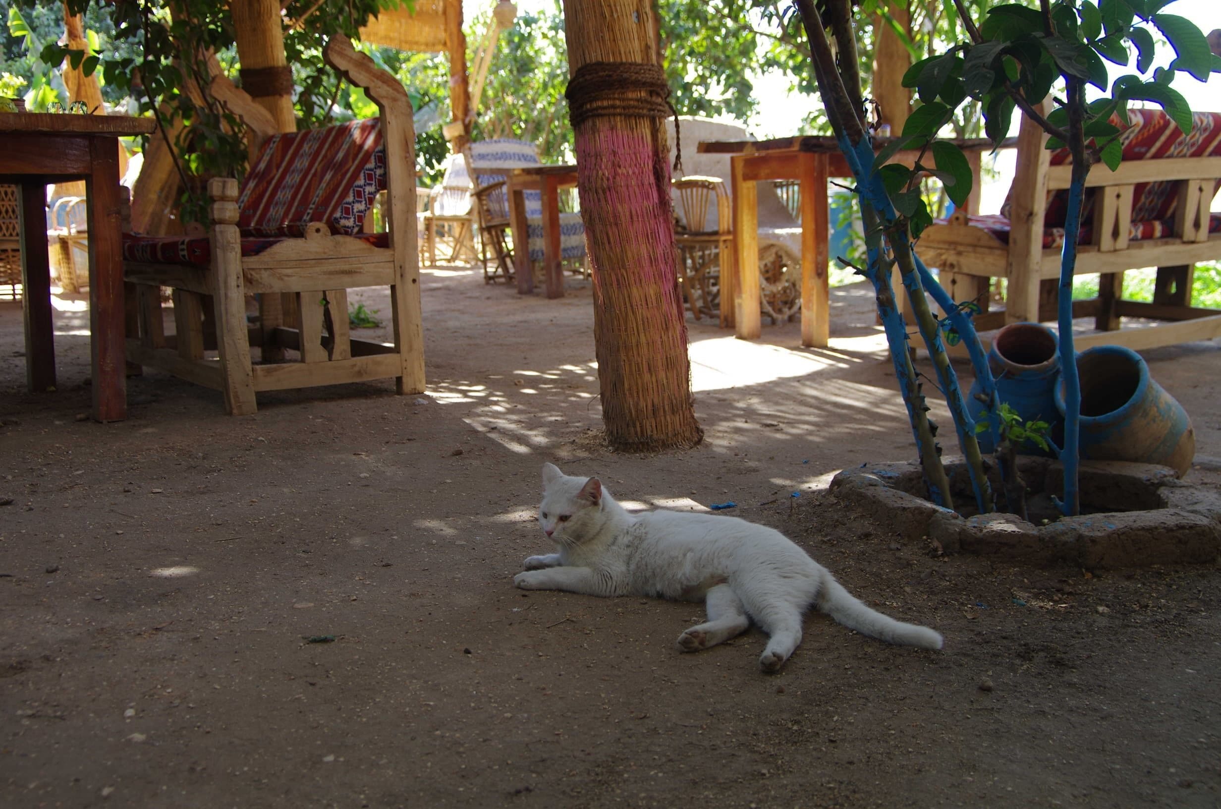 Un chat blanc est allongé sur le sol.