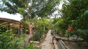Un sendero en un jardín con una estructura de techo de paja, rodeado de diversas plantas y árboles.