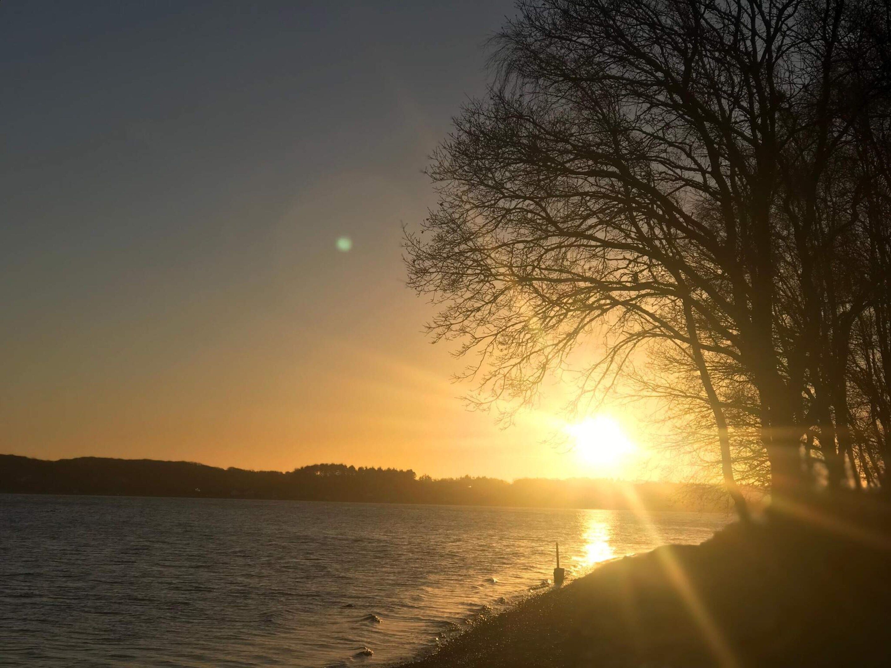 A sunset over a body of water with a tree silhouetted against the sky.