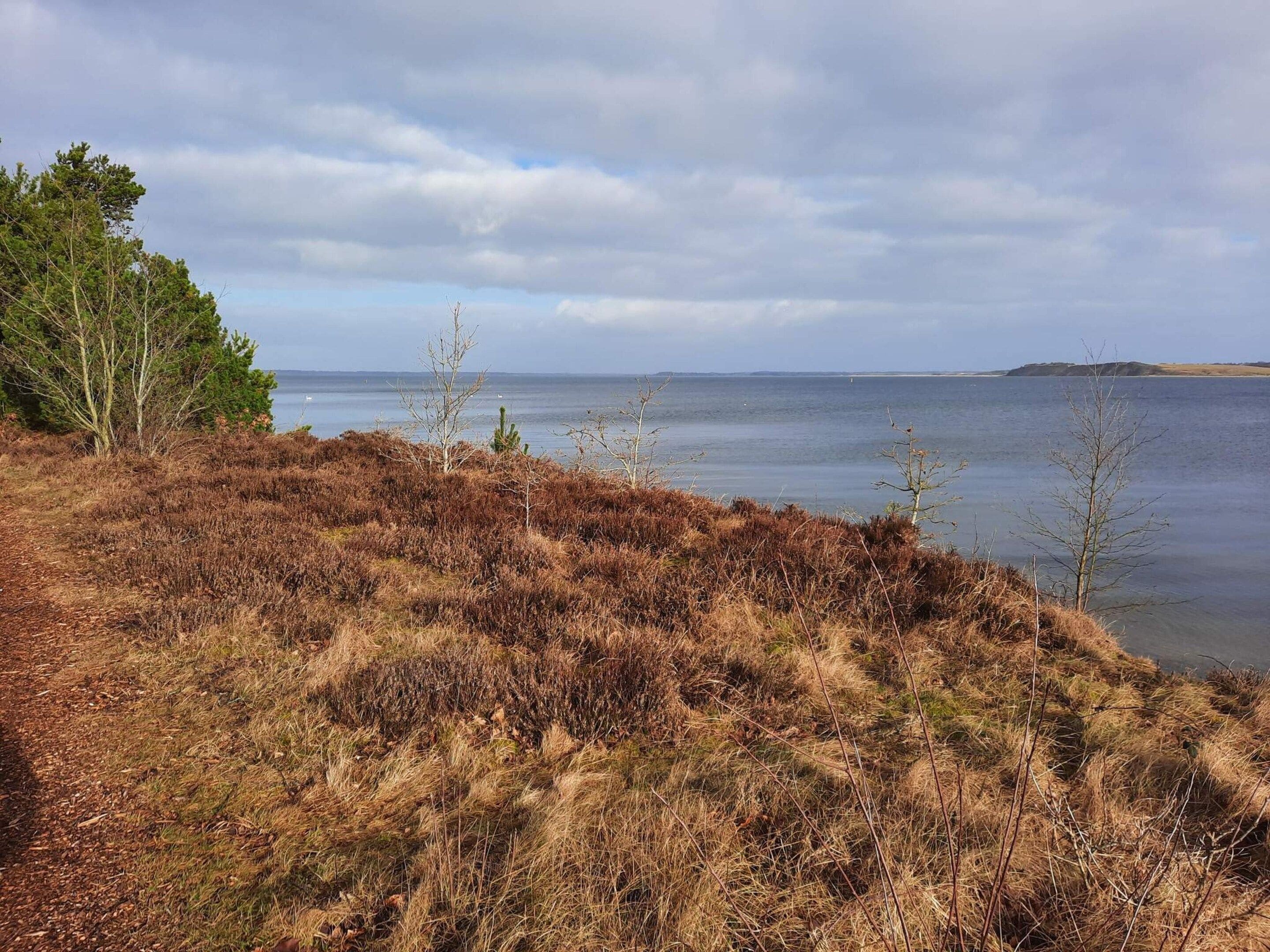 A coastal landscape with heather and trees, a clear sky, and a calm sea.