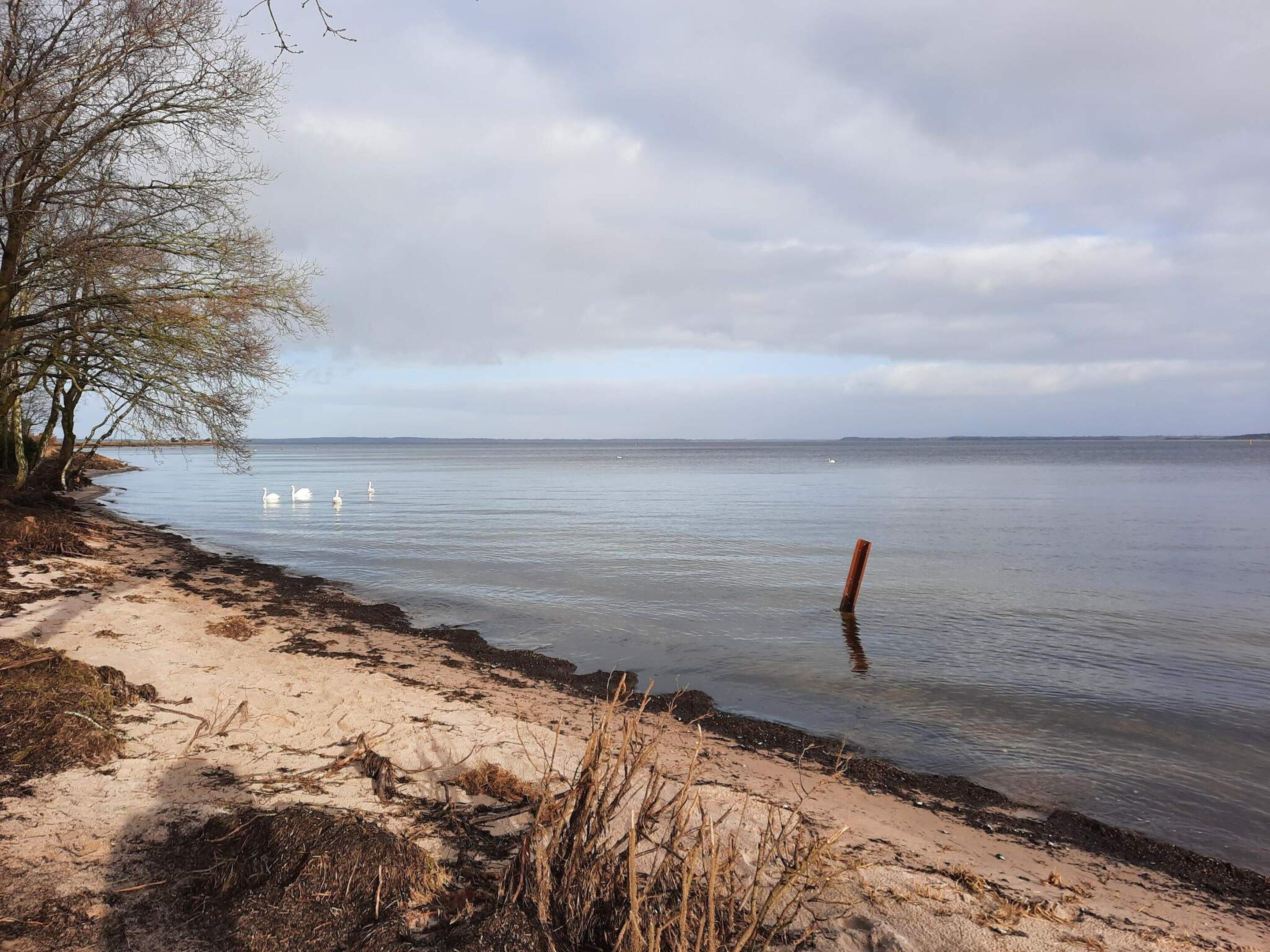 Una playa con arena, un árbol y agua tranquila con cisnes.