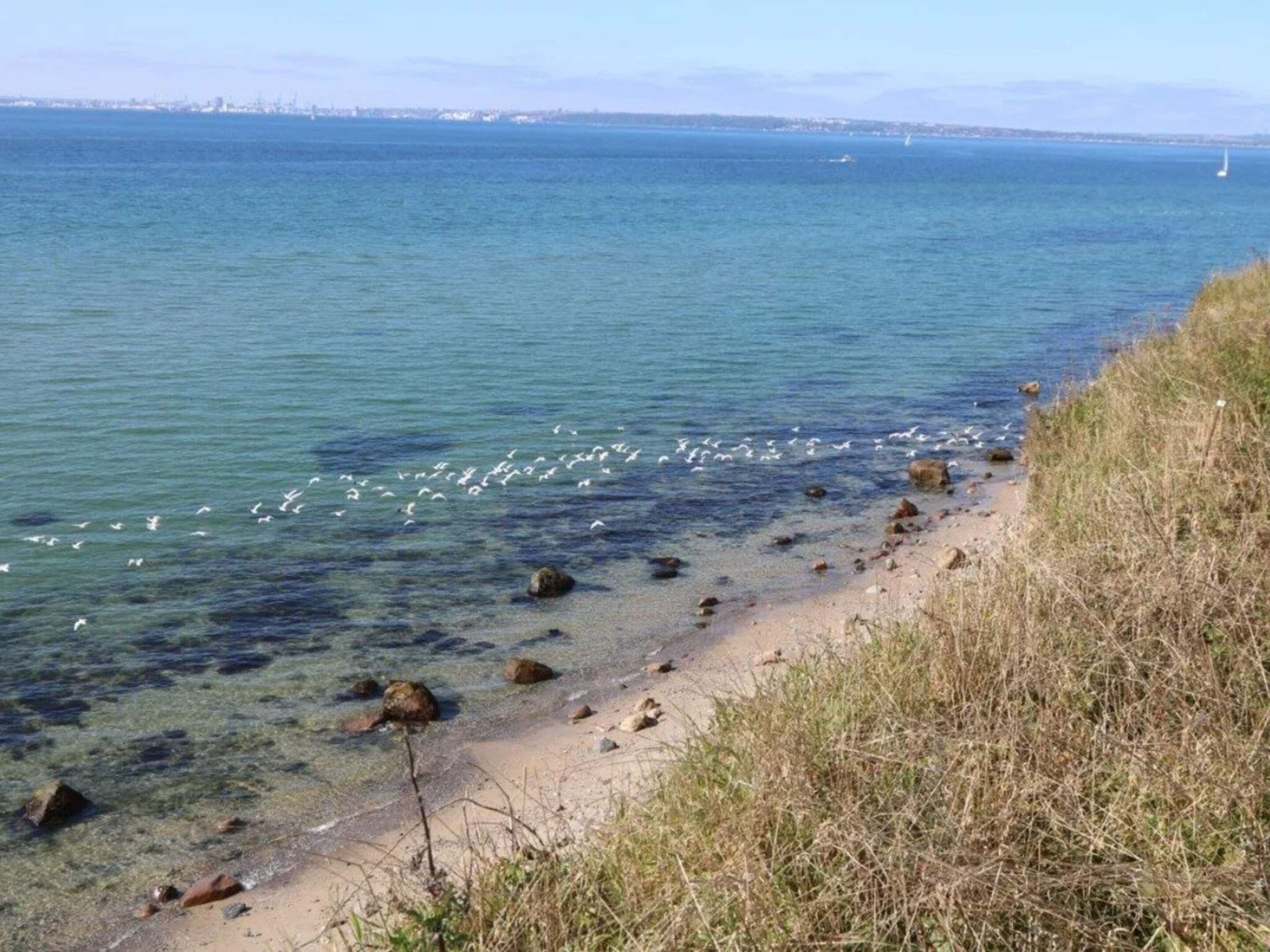 A coastal beach with clear water, visible rocks, and seagulls.