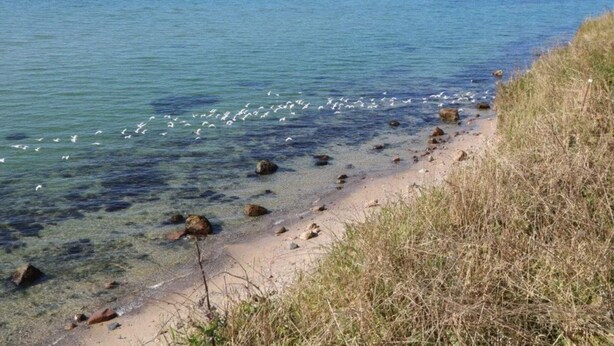 A coastal beach with clear water, visible rocks, and seagulls. - Tranquil Haven in Knebel (Knebel)