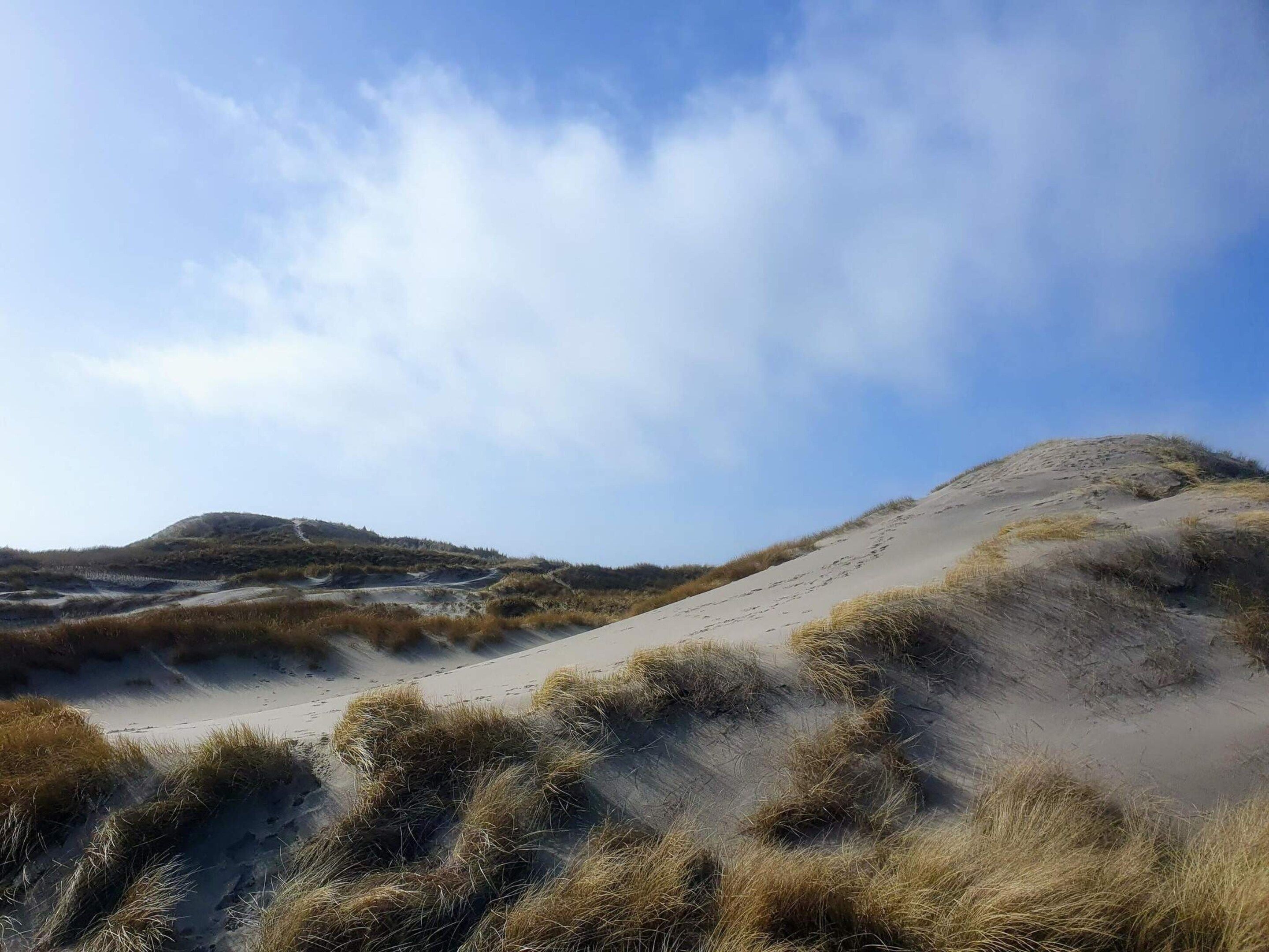 A sandy landscape with dunes and sparse vegetation.