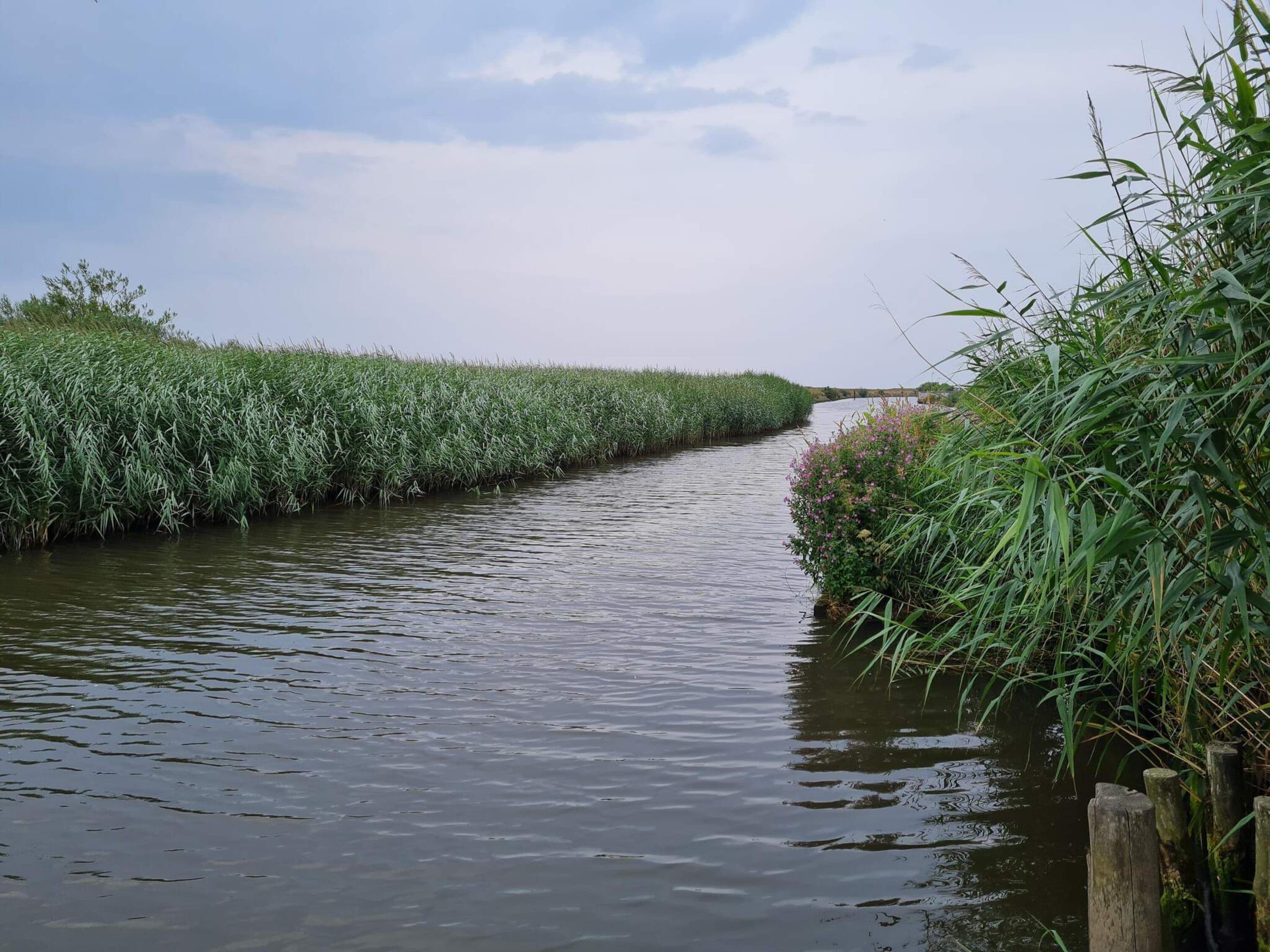 En smal vandvej kantet af frodig vegetation.