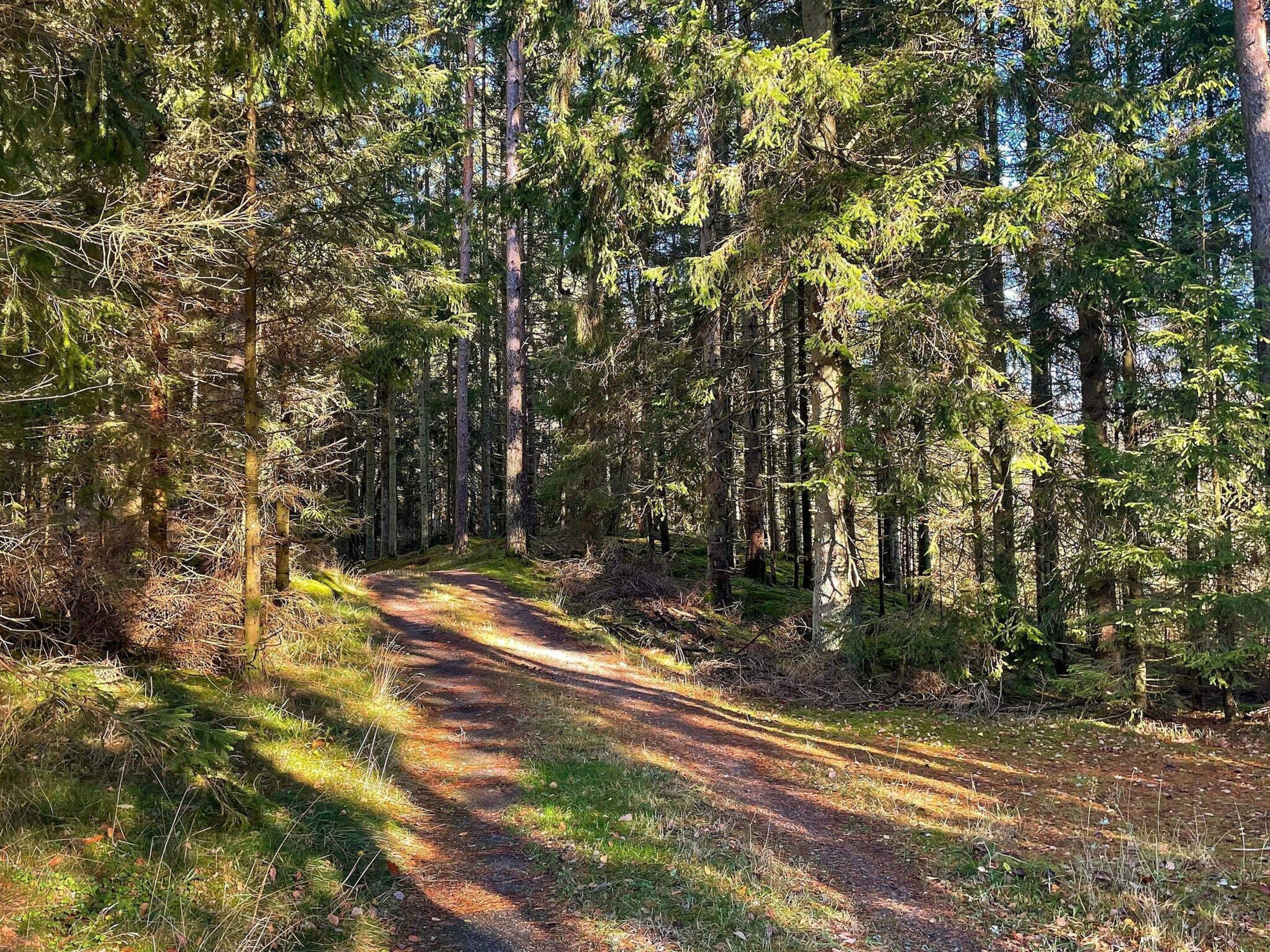 Un sentier bordé d’arbres imposants, qui traverse une forêt et se transforme en chemin de terre.