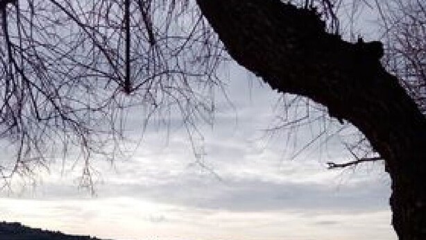 A beach with a tree in the foreground and a calm sea in the background. - Apartment Mijatovic - One Bedroom Apartment with Terrace (Vodice)