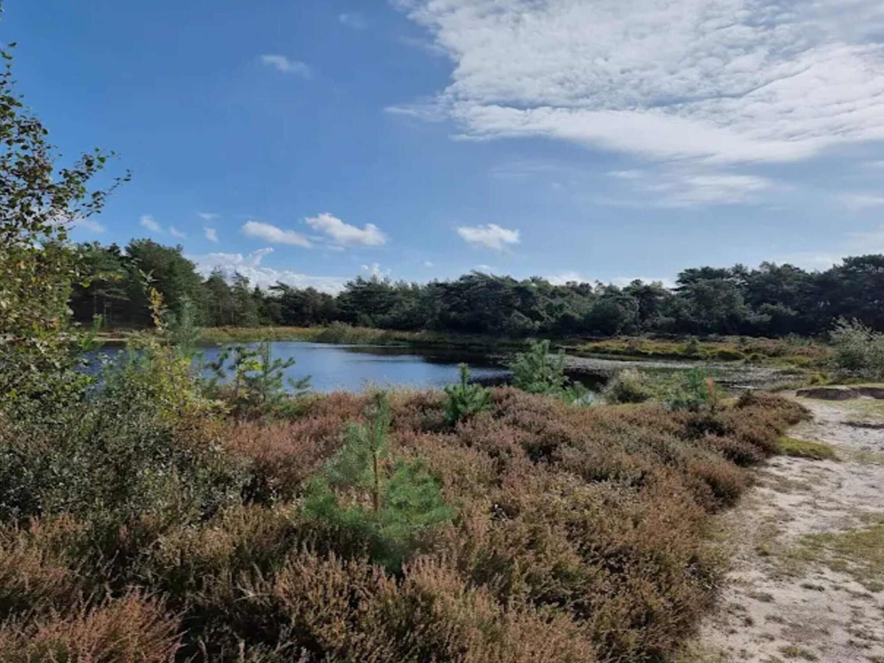 Et naturligt landskab med et vandområde, frodig vegetation og en klar himmel.