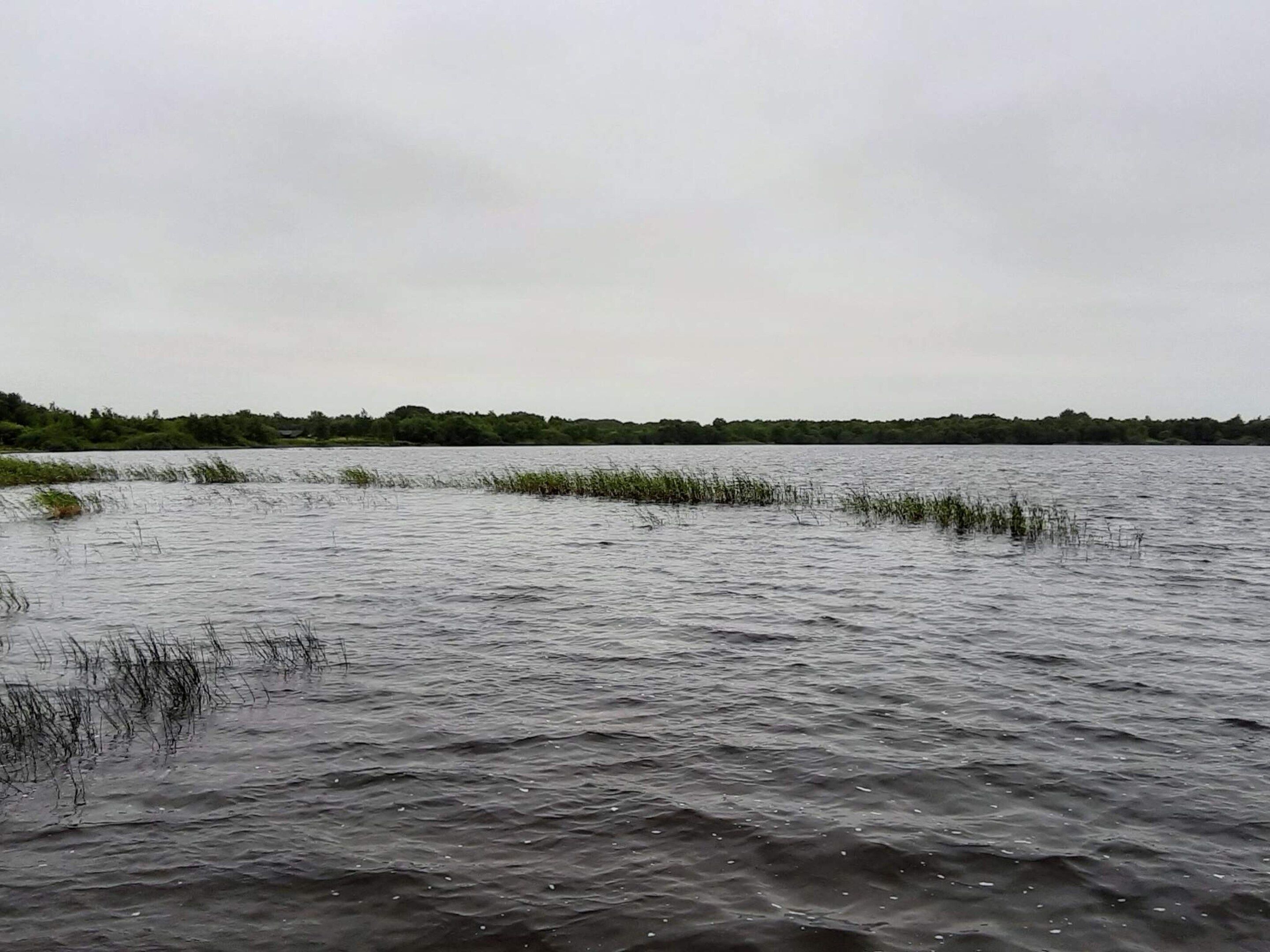 A calm body of water with vegetation in the foreground and a tree line in the background.