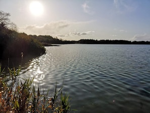 En rolig sø med sollys, der spejles i vandet, omgivet af træer og vegetation.