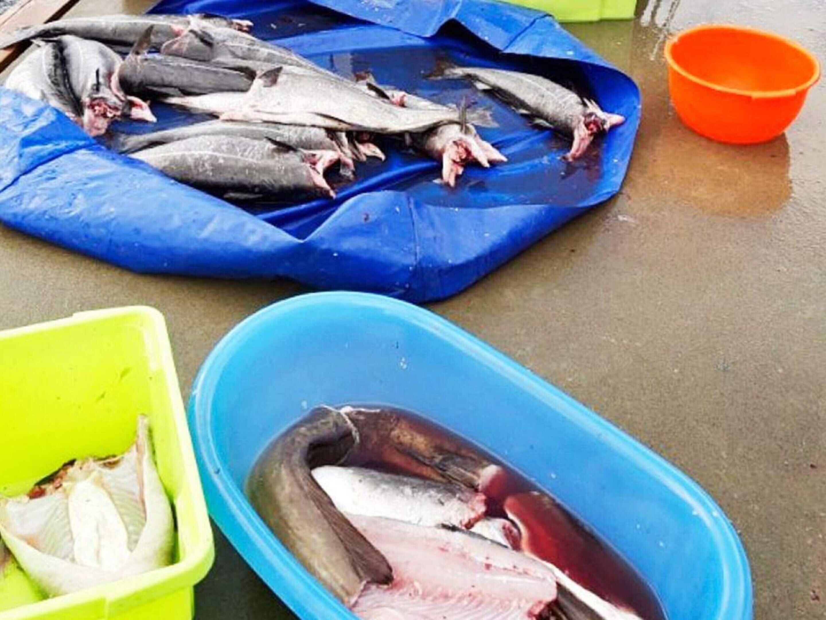 A blue tarp with several fish laid out on it, a green container with fish, and an orange bucket.