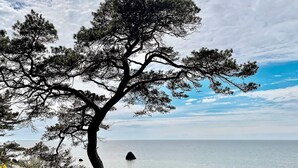 A coastal landscape with a prominent tree and a clear view of the sea. - 4 Star Holiday Home in Gotlands Tofta (Gotlands Tofta)