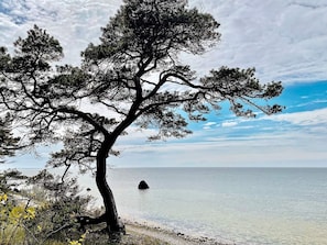 A coastal landscape with a prominent tree and a clear view of the sea. - 4 Star Holiday Home in Gotlands Tofta (Gotlands Tofta)