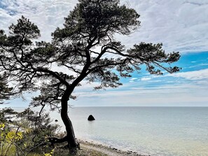 Rannikkomaisema, jossa on silmiinpistävä puu ja avoin näkymä merelle.