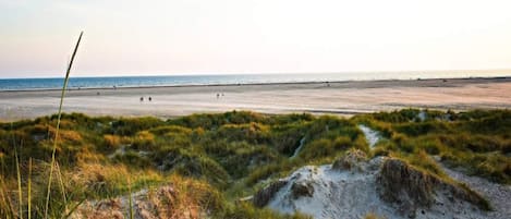 A beach with sand dunes and sparse vegetation.
