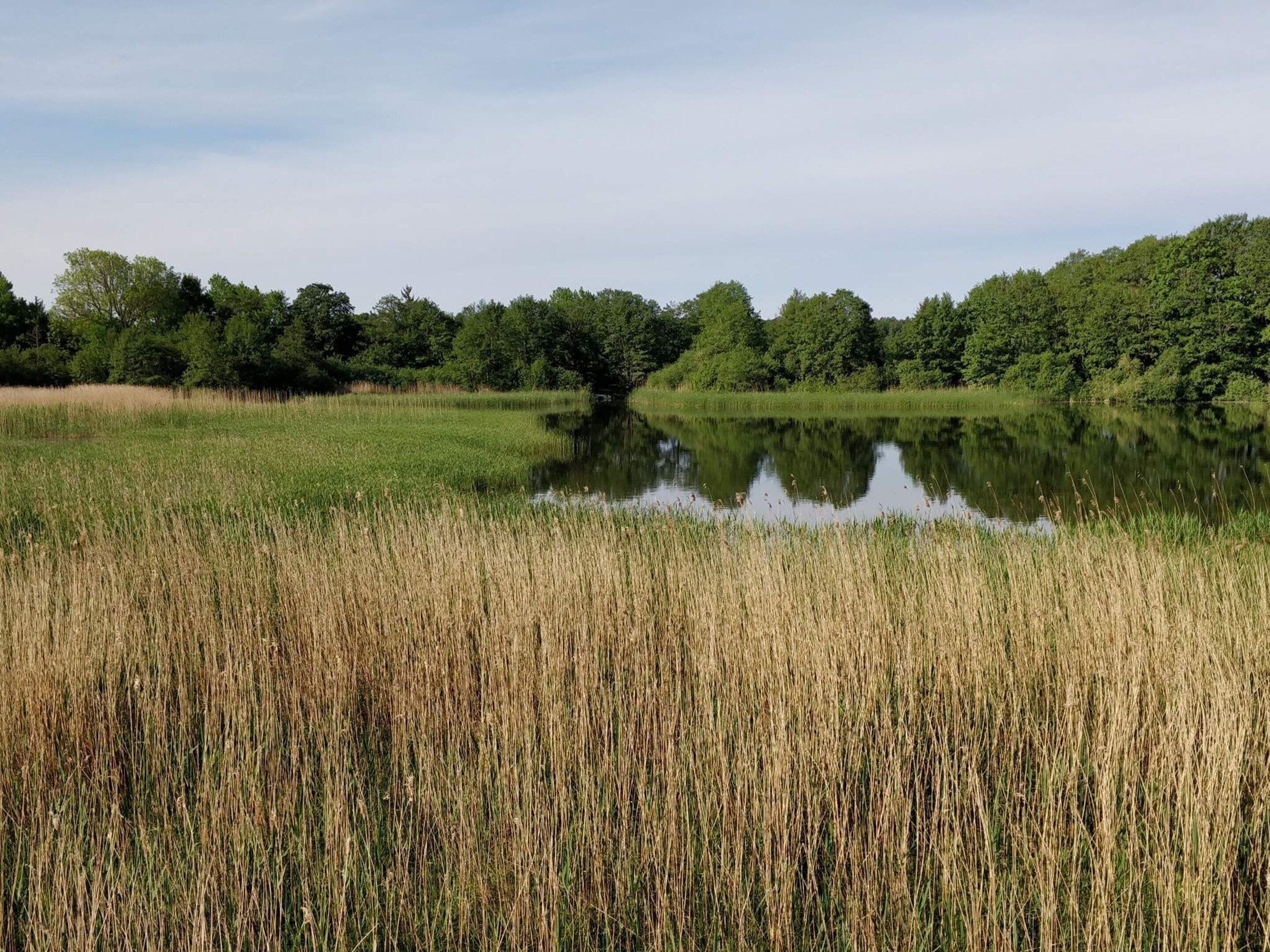 A calm lake surrounded by dense green trees and tall reeds.