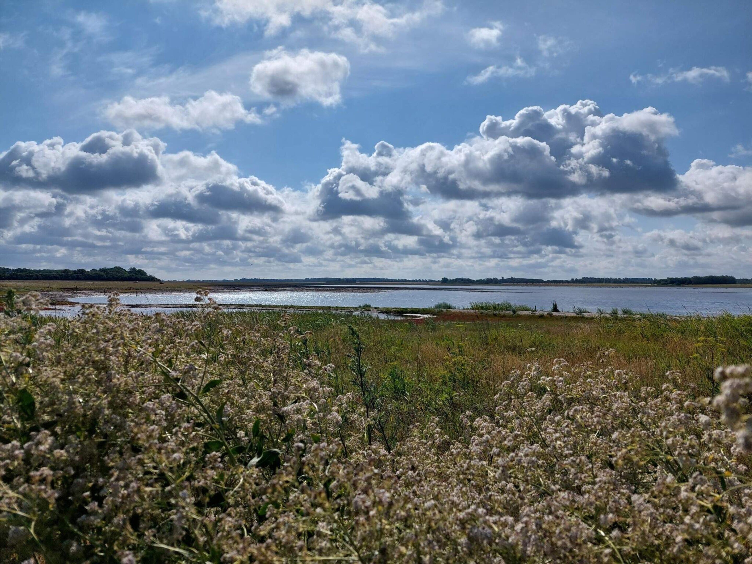 A natural landscape with a body of water, overcast sky, and wildflowers.