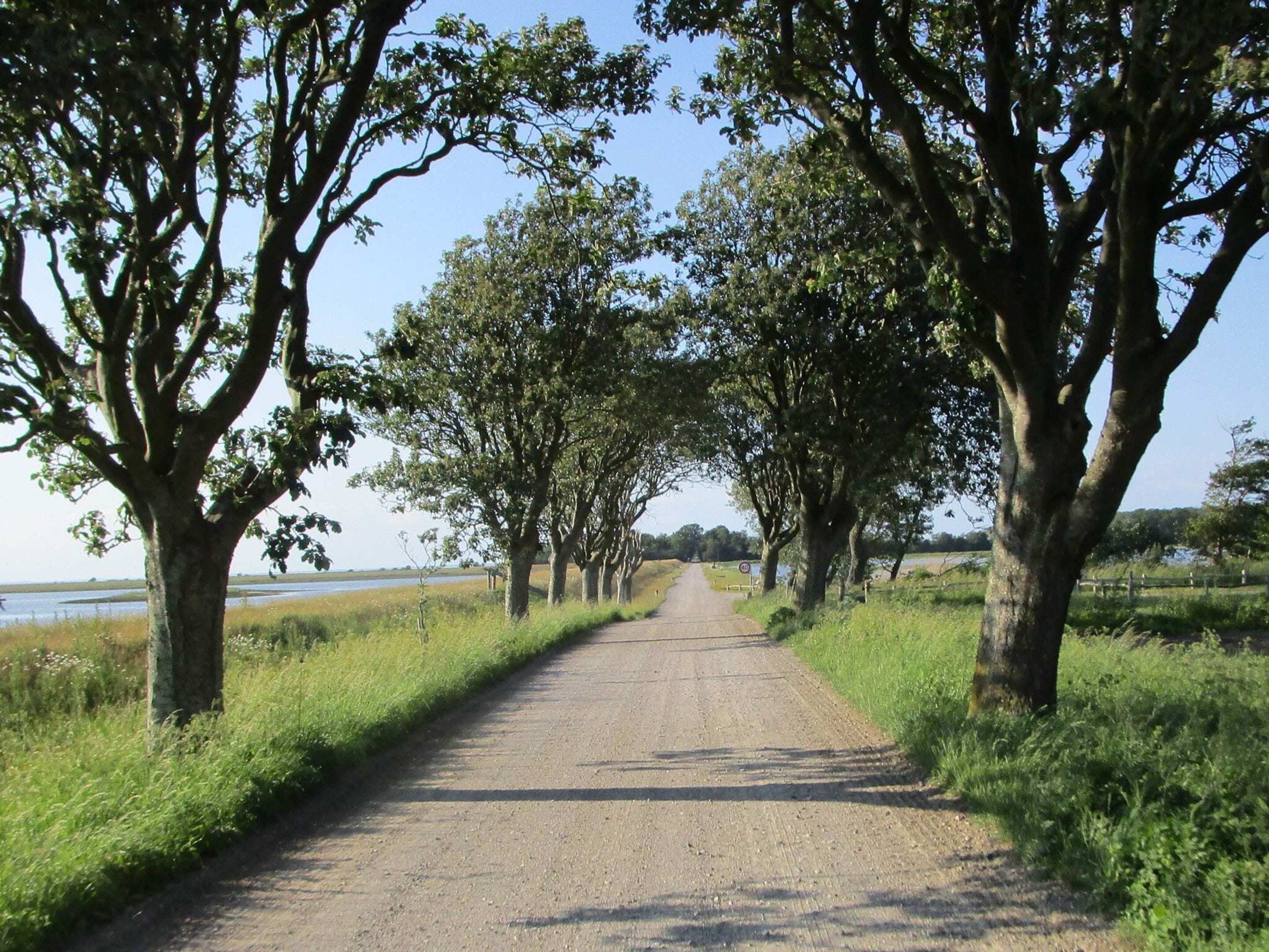 Ein ländlicher Weg, gesäumt von hohen Bäumen, der zu einem Gewässer führt.