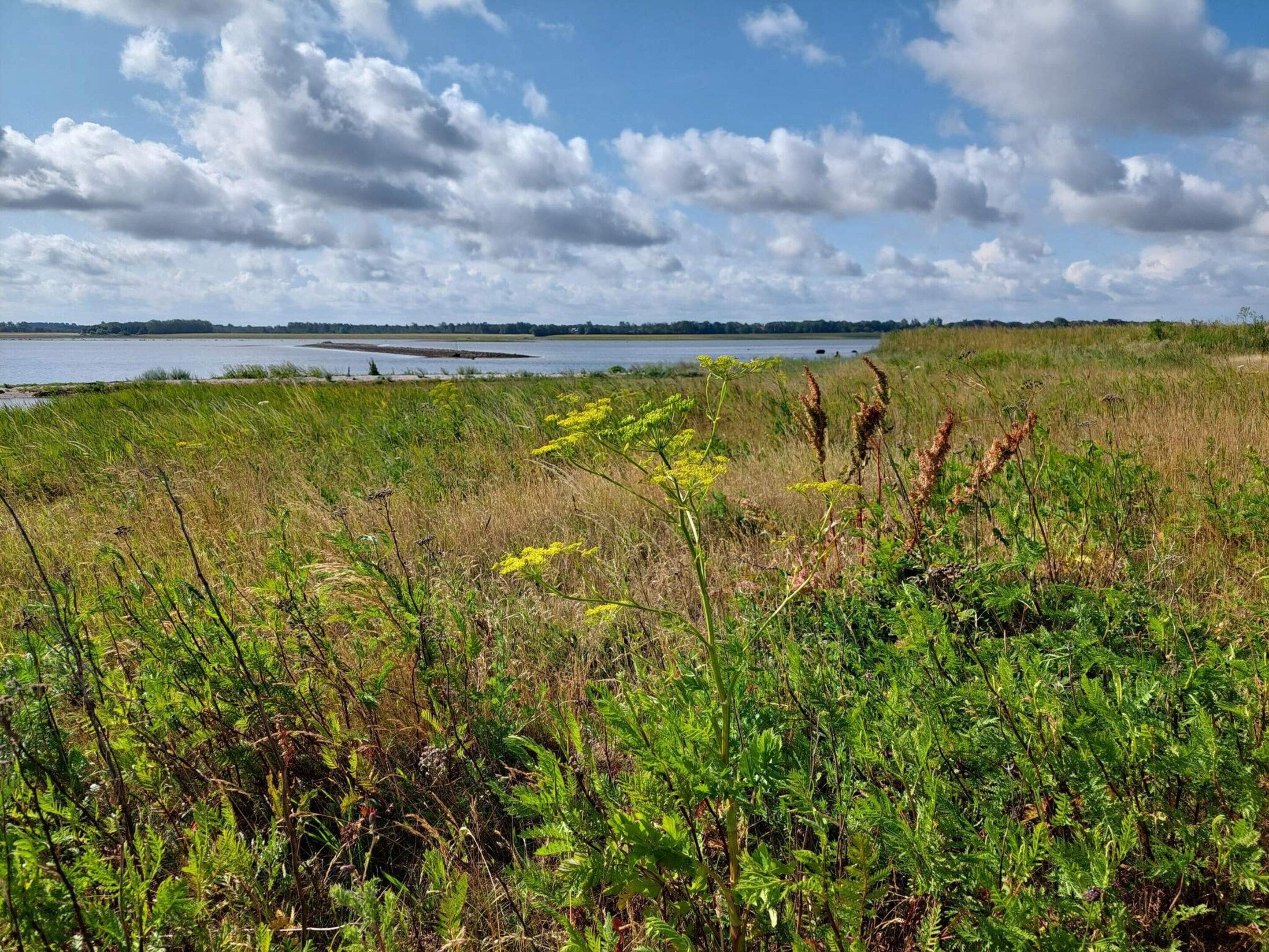 Eine natürliche Landschaft mit einem Gewässer, grünen Feldern und Wildblumen.