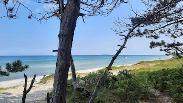 A beach with a clear sky, a sandy shore, and a tree in the foreground.