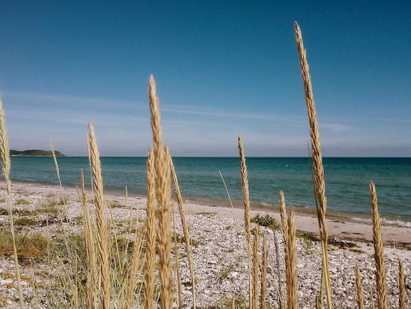 A beach with tall grasses and a clear view of the sea.