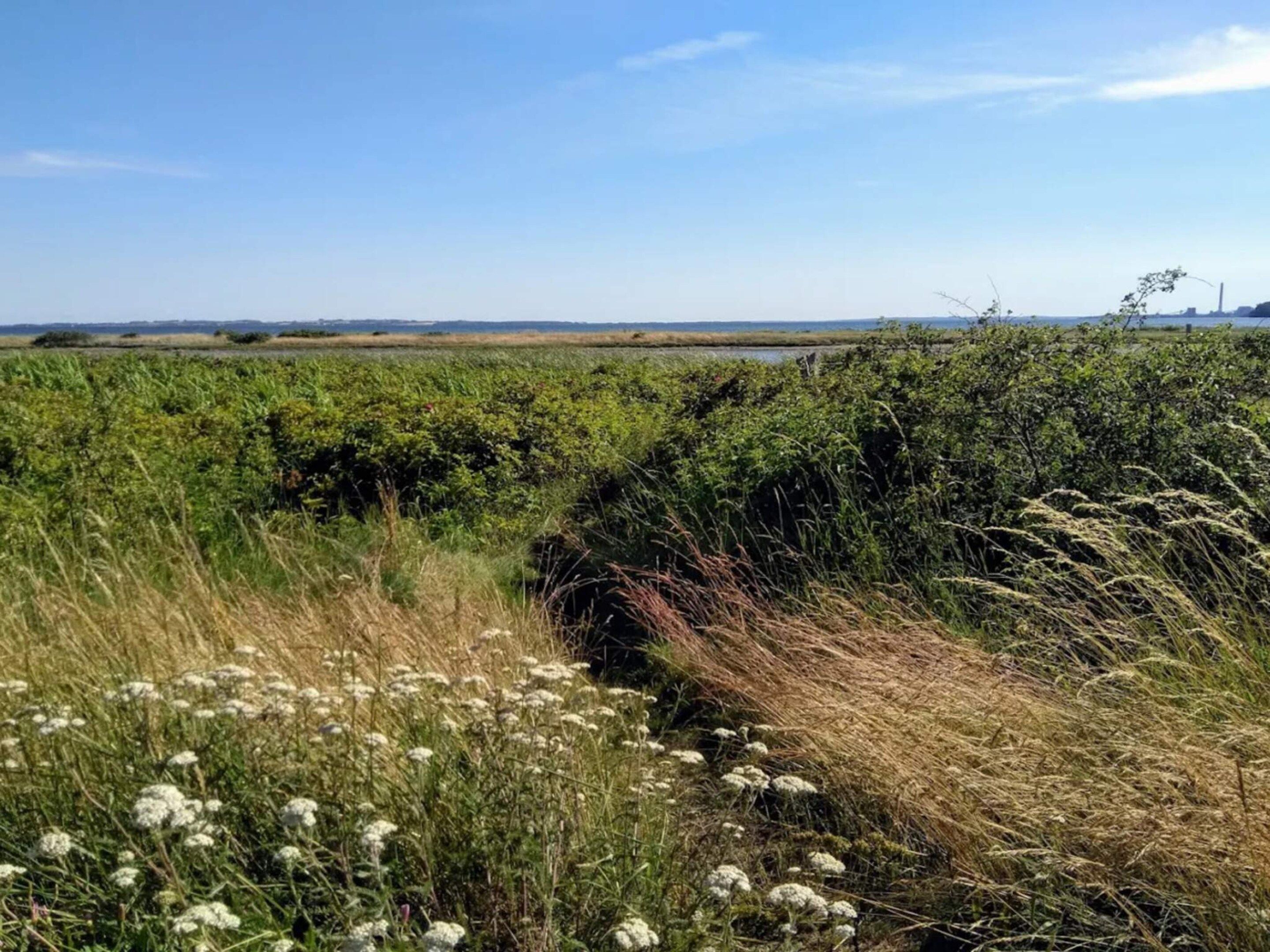 A natural landscape with a grassy field and dense shrubbery.