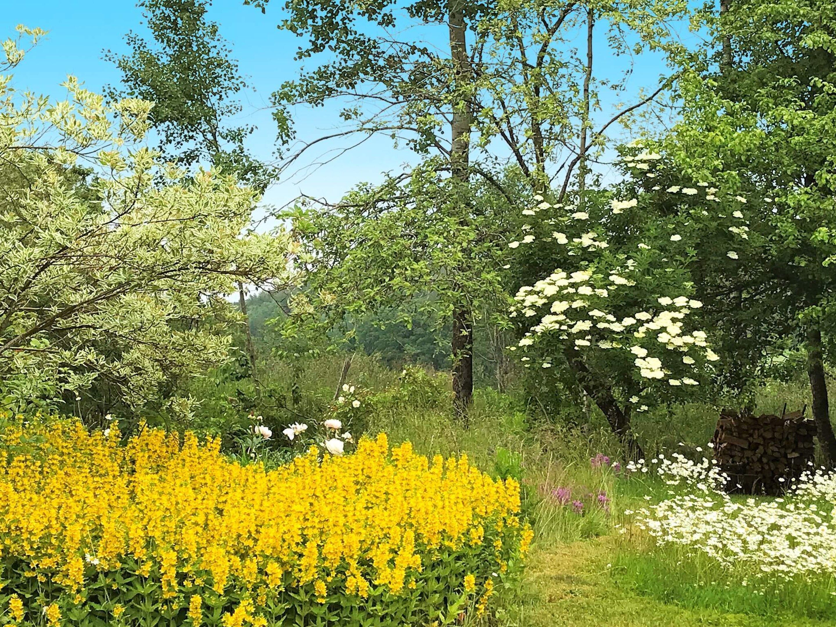 A natural landscape with trees, a variety of flowers, and a clear sky.