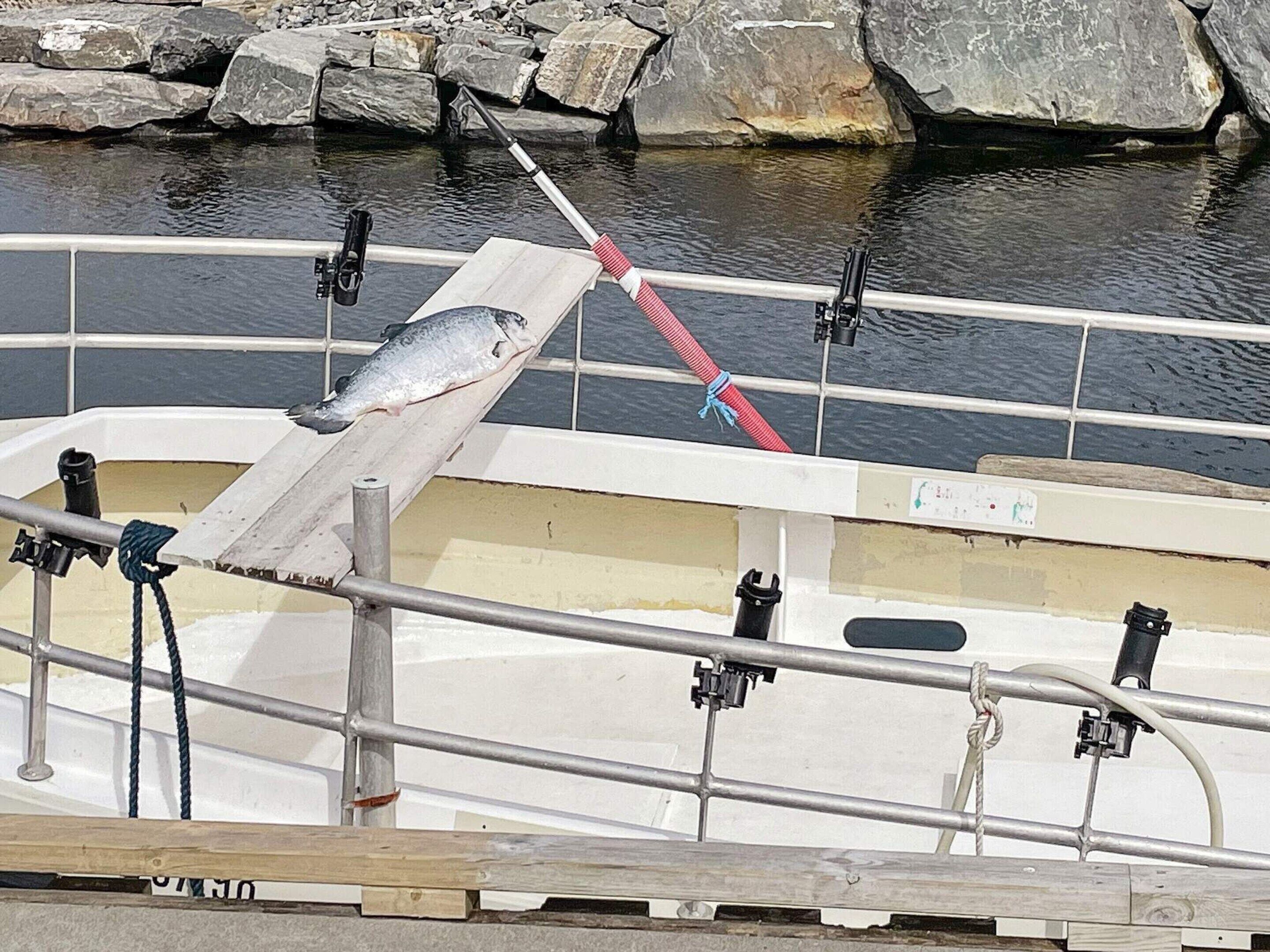 A boat with a fish on the deck, metal railings, and a rocky shoreline in the background.