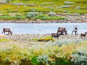 House | Miscellaneous