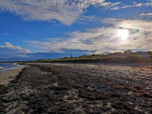 A beach with seaweed-covered sand, a clear sky, and a distant tree line.
