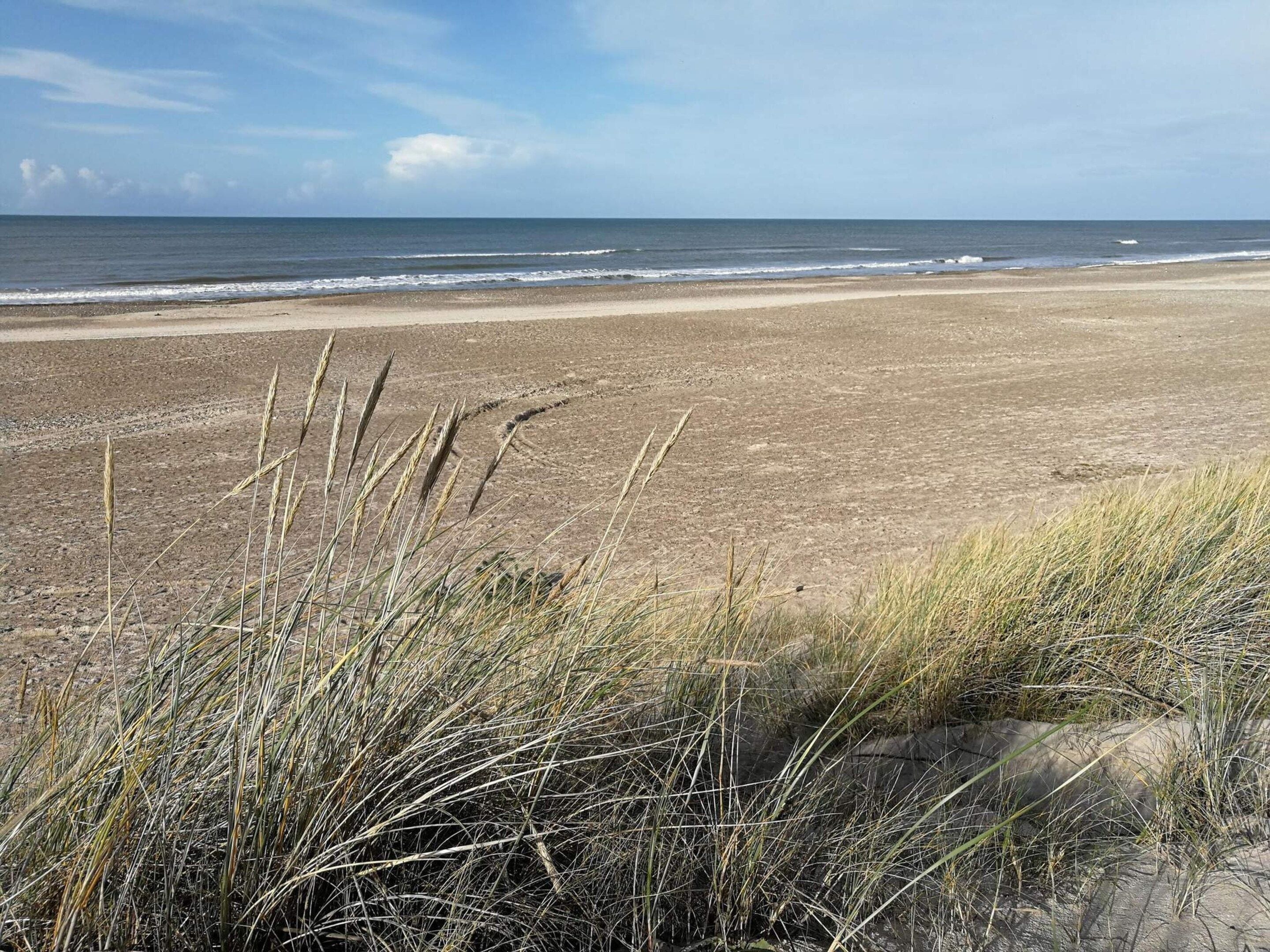 A beach with sand dunes and grass in the foreground.