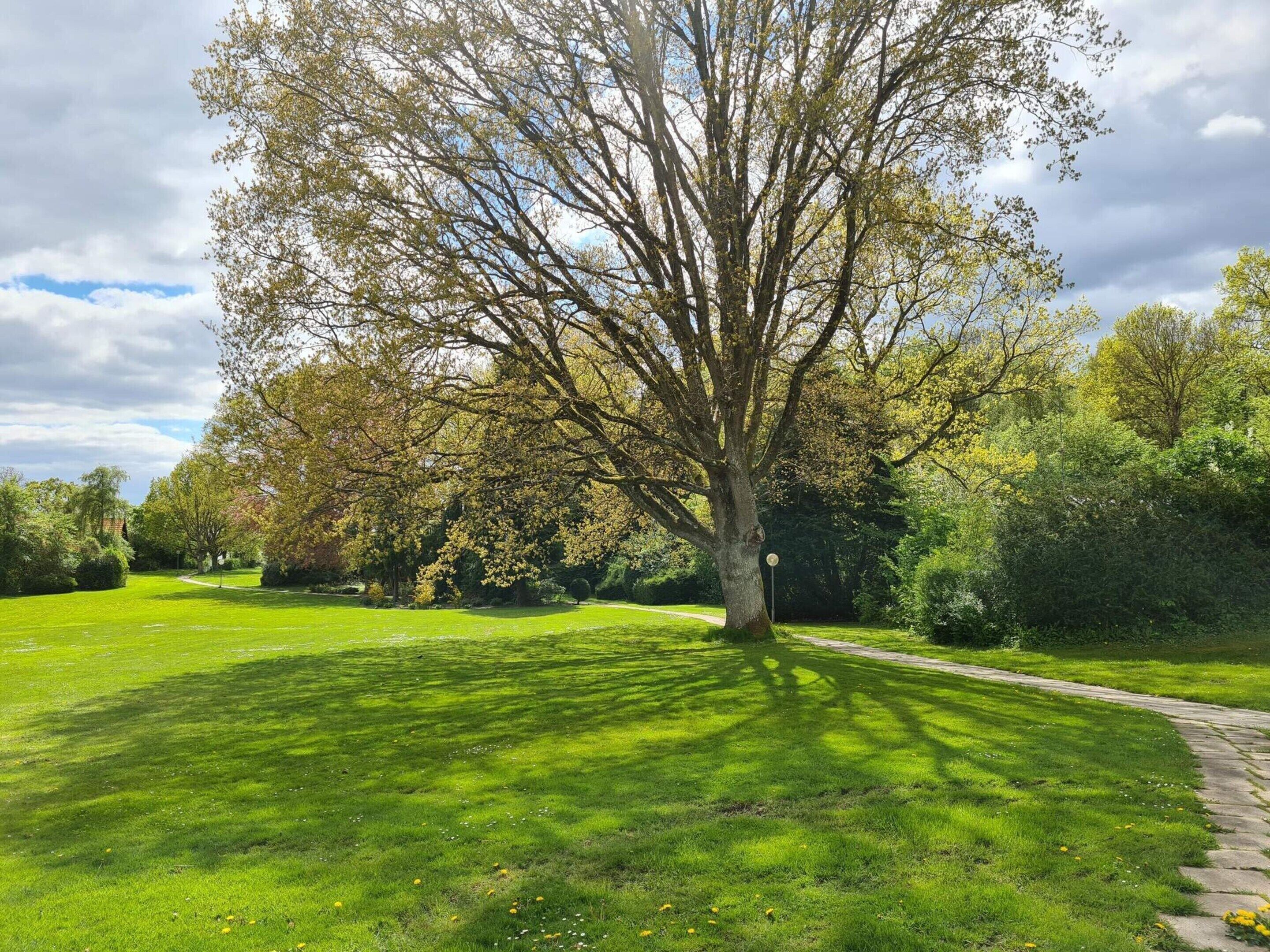 Ein gepflegter Park mit einem großen Baum, einer Rasenfläche und einem befestigten Weg.