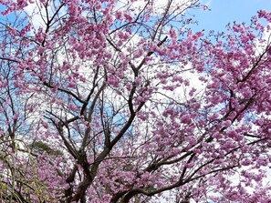 Ein Baum mit rosafarbenen Blüten vor blauem Himmel.