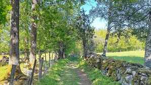 A narrow dirt path flanked by trees and a stone wall. - 5 Person Holiday Home in Lerum-by Traum (Lerum)