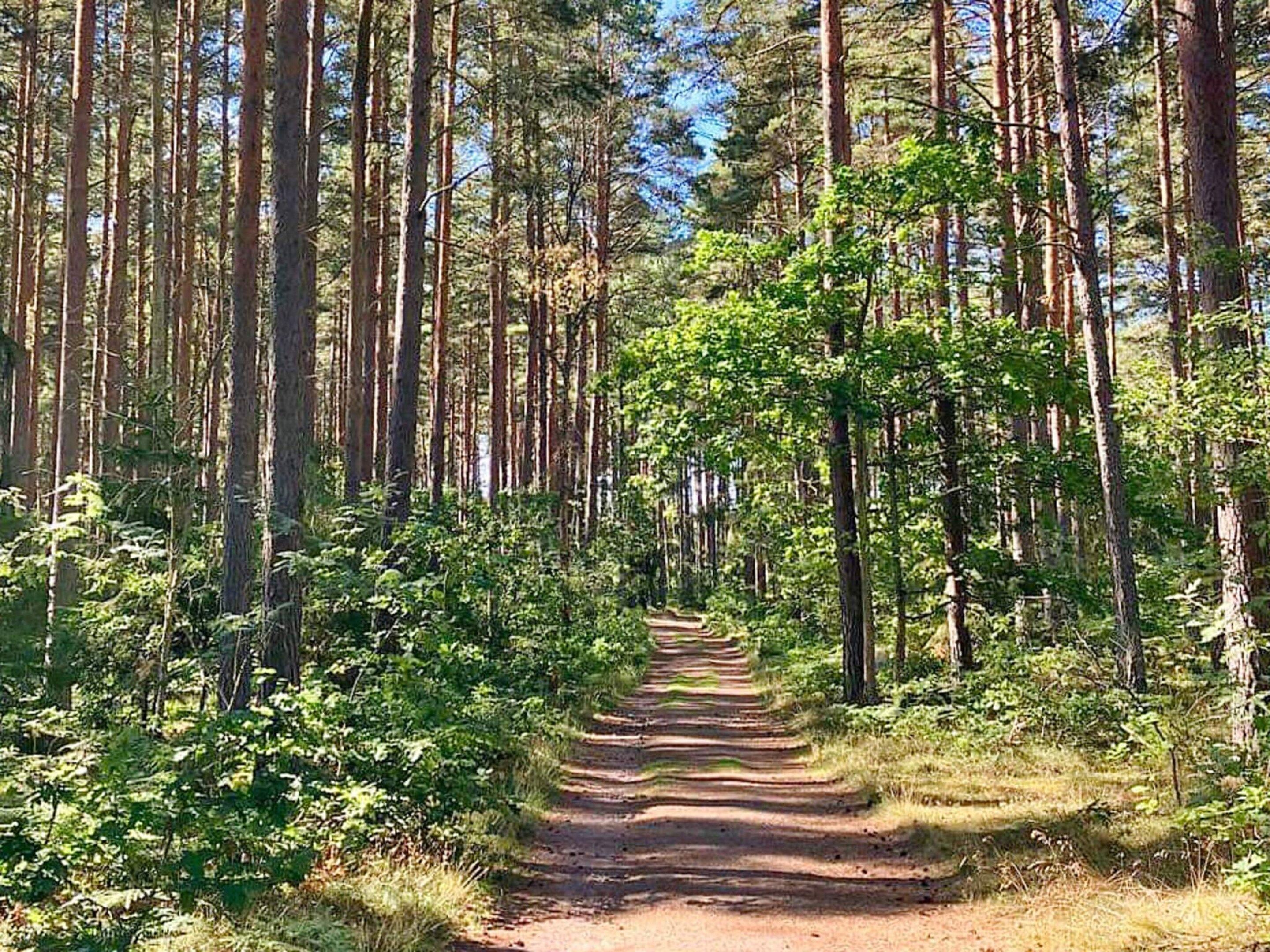 A forest path surrounded by tall trees.