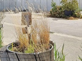 Un estacionamiento con un parterre que contiene pastos altos y un árbol pequeño.