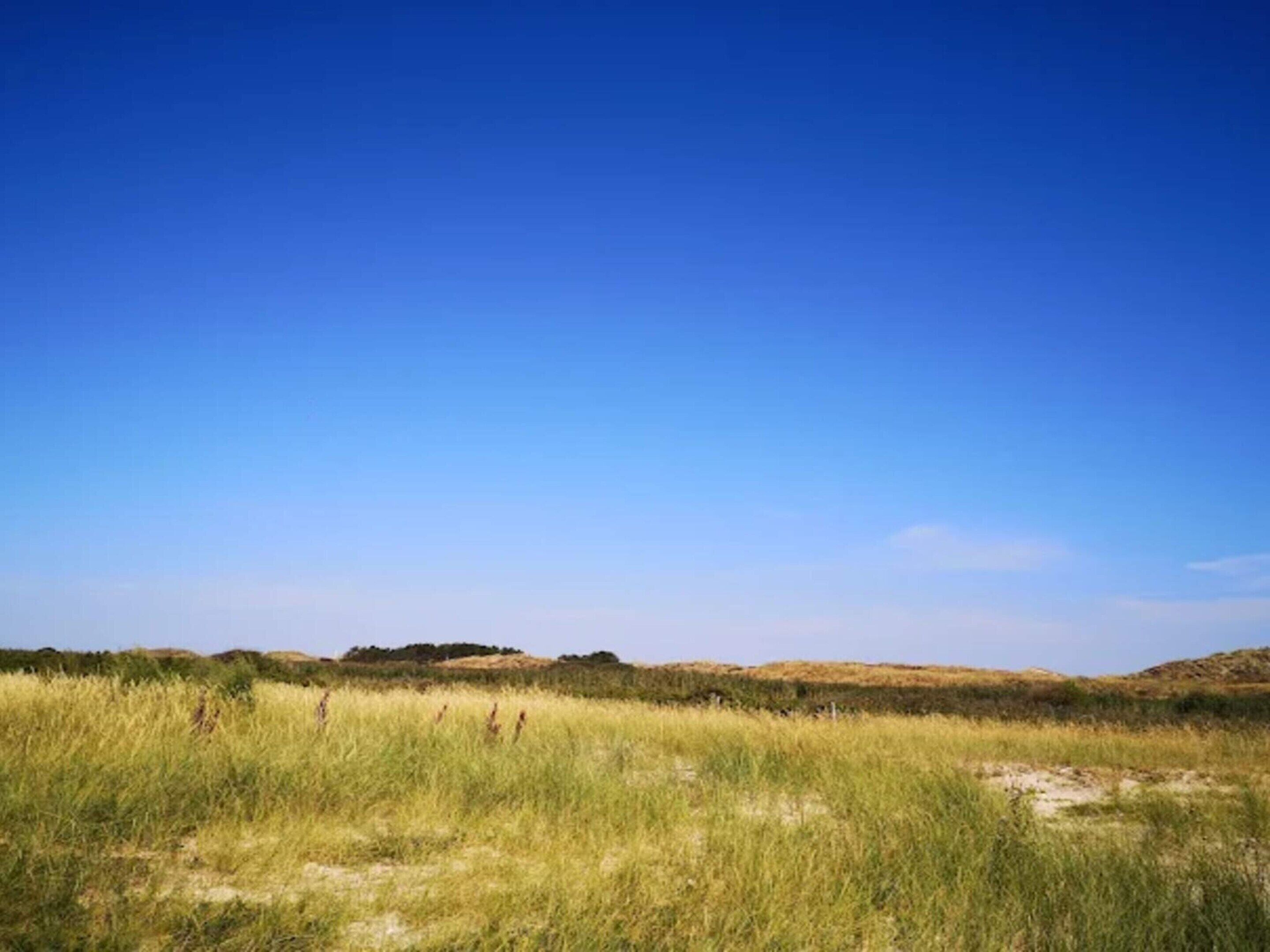 En stor, öppen gräsmark under en klarblå himmel.